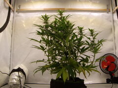 SPK 12/12 +19