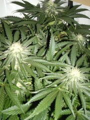 PPDSD 12/12 +32