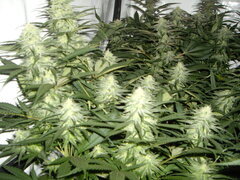 SPK 12/12 +32