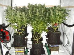 Sensi Purple Kush, Malawi, Jack Herer