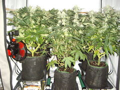 Kush T, Açaï Jelly, Gorgeous Braelin