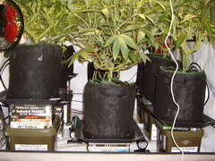 Sous les jupes à 12/12 +36