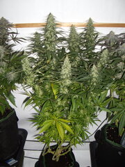 12/12 +45 Malawi