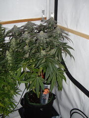 12/12 +45 Gorgeous Braelin