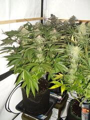 12/12 +45 Kush T