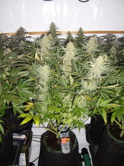 12/12 +45 Panama