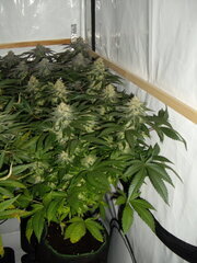 12/12 +45 Jack Herer