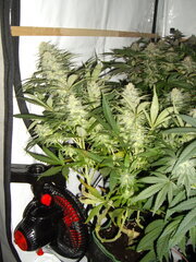 12/12 +45 Sensi Purple Kush