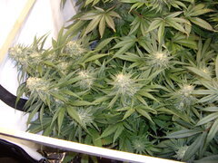 12/12 +45 Sensi Purple Kush
