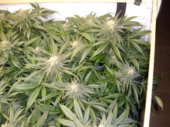 12/12 +45 Purple Punch X Do-Si-Dos