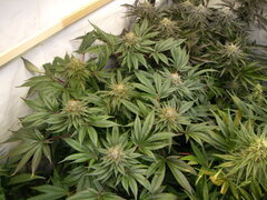 12/12 +45 Kush T