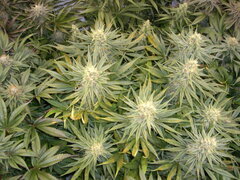 12/12 +45 Panama