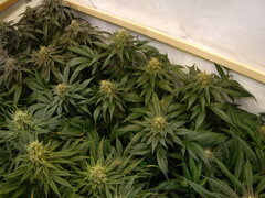 12/12 +45 Jack Herer