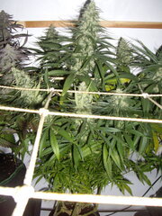 Malawi, 12/12 +50