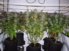 Kush T, Panama, Jack Herer, 12/12 +50