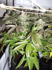 Kush T, 12/12 +50