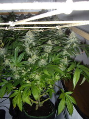 Jack Herer, 12/12 +50