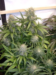 Sensi Purple Kush, 12/12 +50