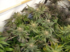 Kush T, 12/12 +50