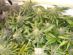 Jack Herer, 12/12 +50