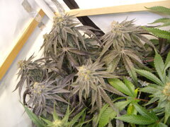 Gorgeous Braelin, 12/12 +50