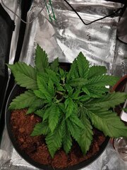 La plante est super belle elle aussi
