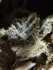 Petite macro d'une tête de GSC