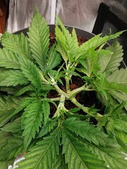La plante pousse désormais bien est n'est plus ralentie