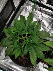 Les plants sont sensé être plus haut que ceux de la Runtz