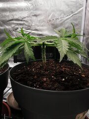 Arrosage à 1.2L, 1ml/L de calmag toujours