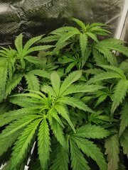 J'espère avoir un pheno avec de jolie couleurs !