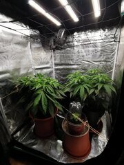 IMG_20241225_181947.jpg