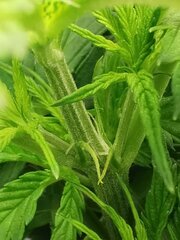 Je commence à surveiller le sexe de la plante, pour le moment ça m'a l'air encore OK mais faut attendre les pompons .jpg