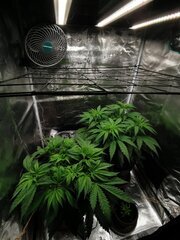 Elles sont mimi dans leur p'tite maison