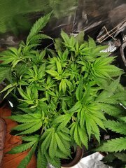 Une canopée bien bien rempli tout en étant hyper aéré à l'intérieur du plant