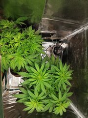 Toujours aussi fier et content de ce petit espace de verdure