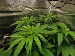 Elles ont prit un bon 10 cm depuis le début de la semaine