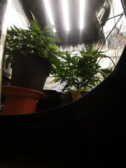 Ça respire sans doute mieux que la Lemon