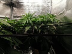 🌿