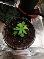 Bonus ptit truc update
