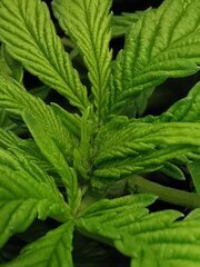 🌿