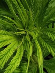 Le début des sites de fleurs !!!