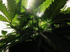 Ça respire mieux depuis le stretch les branches sont moins stacké