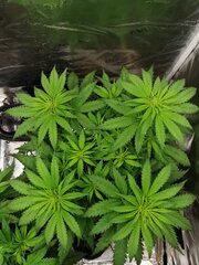 Elle pompe dans ses 4 premières feuilles