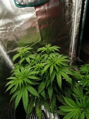 Corde + bande de palissage special plante