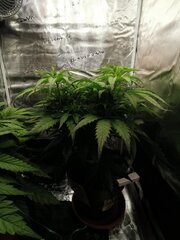 J'ai hâte qu'il y ai l'apparition des premiers pistils