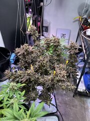 Oh Kush Growbarato
