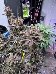 Oh Kush Growbarato