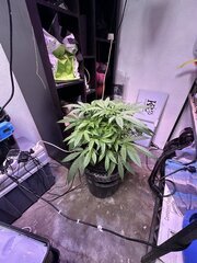 🇱🇺De Greng Leiw & Super strains (Purple Punch)
