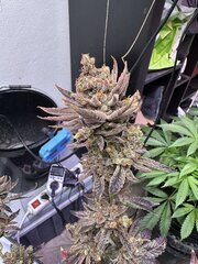Oh Kush Growbarato